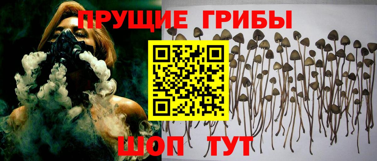 Галлюциногенные грибы Psilocybine cubensis Избербаш